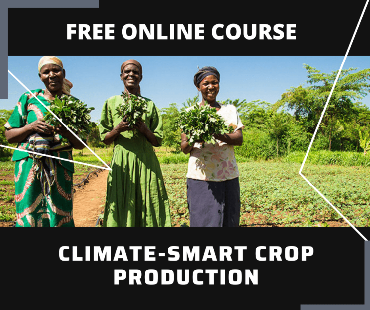 Essay and Report Skills